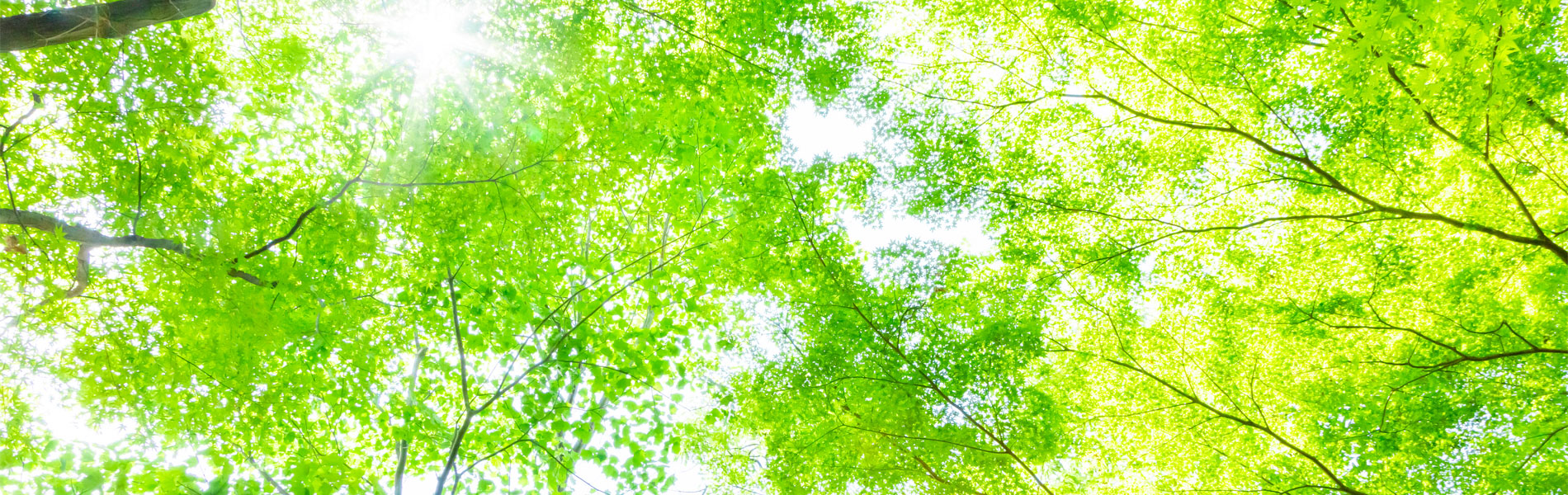 ファーストビュー画像